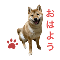 [LINEスタンプ] 柴犬ムギの日常
