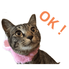 [LINEスタンプ] Catsスタンプ いつでも！