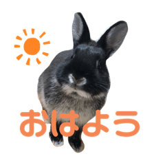 [LINEスタンプ] 黒うさぎのたも丸くん♥
