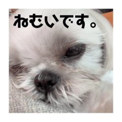 [LINEスタンプ] かあいいあずき