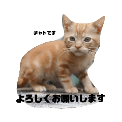 [LINEスタンプ] 保護猫チャトと仲間達♪