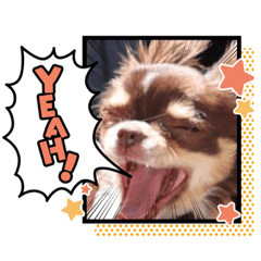 [LINEスタンプ] ろんぐちわわ