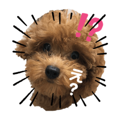 [LINEスタンプ] とらくんのスタンプ！！！！3