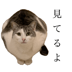 [LINEスタンプ] とのちゃんの普段使い