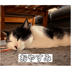 [LINEスタンプ] 我が家の天使kiki