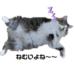 [LINEスタンプ] ノルウェージャンのぶーちゃん