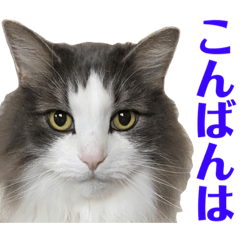 [LINEスタンプ] atlas ＆ marron 日和 3
