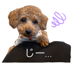[LINEスタンプ] ラテ♡ちん