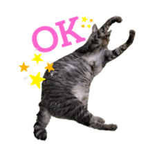 [LINEスタンプ] にゃんこさんと一緒♡2