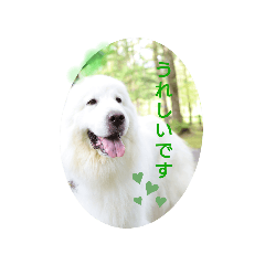 [LINEスタンプ] グレートピレニーズの里桜とお友達