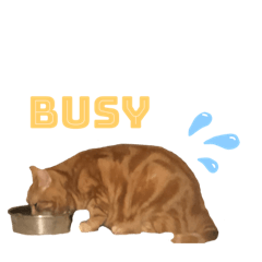 [LINEスタンプ] あざとい♂たいがスタンプ