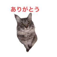 [LINEスタンプ] 「つきちゃん」の気持ち