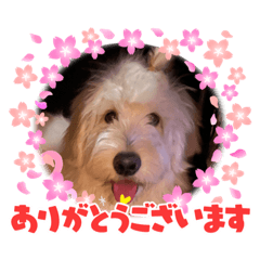 [LINEスタンプ] ももは挨拶①