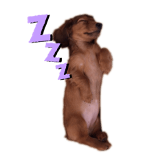 [LINEスタンプ] ラムとゆず