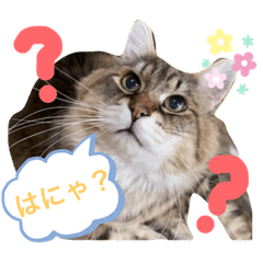[LINEスタンプ] トマくんの七変化