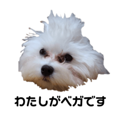 [LINEスタンプ] ベガスタンプ2