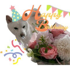 [LINEスタンプ] ハマナホーム看板犬
