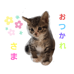 [LINEスタンプ] 日常わんにゃ