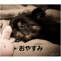 [LINEスタンプ] Pomeranian 姫＆凛
