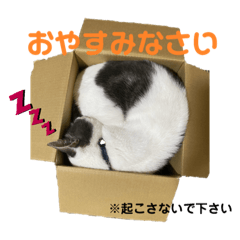 [LINEスタンプ] 我が家の猫（part11）