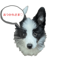 [LINEスタンプ] たおとしゅーたすとまーたそだよ