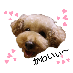 [LINEスタンプ] トイ犬の日常