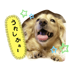 [LINEスタンプ] ダックスのりりちゃんと仲間(博多弁)