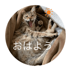[LINEスタンプ] ねこ日常(ねこ版)