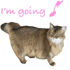 [LINEスタンプ] 猫のかわいいスタンプ！！！
