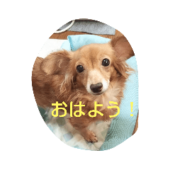 [LINEスタンプ] チワックスのクッキーちゃん