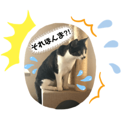 [LINEスタンプ] みゅうつーの普段遣いスタンプ