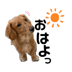 [LINEスタンプ] しょこち大好き