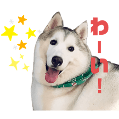 [LINEスタンプ] あめまるスタンプ