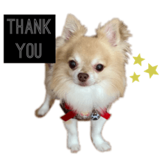 [LINEスタンプ] Van's stamp☆