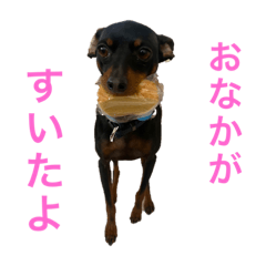 [LINEスタンプ] りぼんとじょん