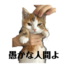 [LINEスタンプ] こむるるマラソン