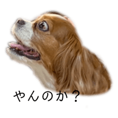 [LINEスタンプ] モカたんスタンプかもしれん
