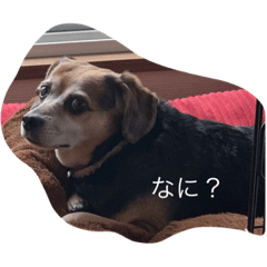 [LINEスタンプ] ブーとサクラ