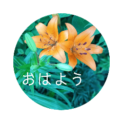 [LINEスタンプ] さわやか花の写真おはようスタンプ