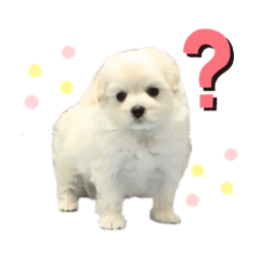 [LINEスタンプ] マルプーもものすけ 子犬ver.