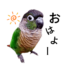 [LINEスタンプ] あらあらアロエちゃん☘ウロコインコ