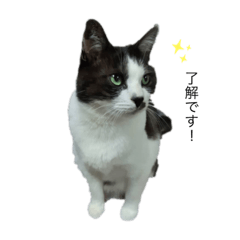 [LINEスタンプ] ちこともも
