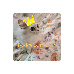[LINEスタンプ] mogmog Come