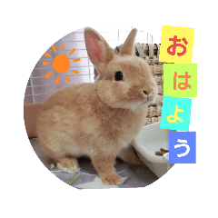 [LINEスタンプ] うさぎのみにたんの一日