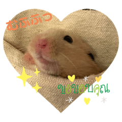 [LINEスタンプ] もちハムな毎日〜ハムスター