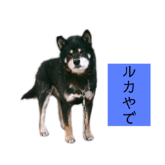 [LINEスタンプ] うちの愛犬-ルカ-