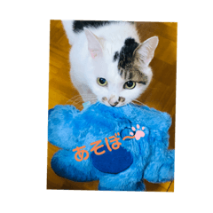 [LINEスタンプ] ウチのミーくん