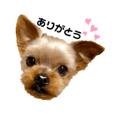 [LINEスタンプ] 櫻井まろ