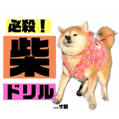 [LINEスタンプ] 柴犬ぬいちゃん