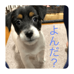 [LINEスタンプ] 永井   るいです。2